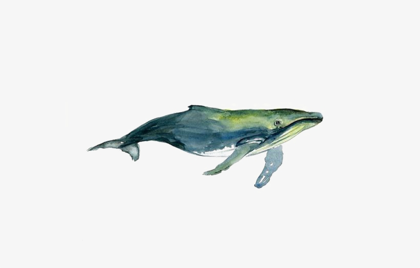 Clipart Library Stock Tucuxi Humpback Whale Painting - Watercolor Humpback Whale Drawing, transparent png #81417