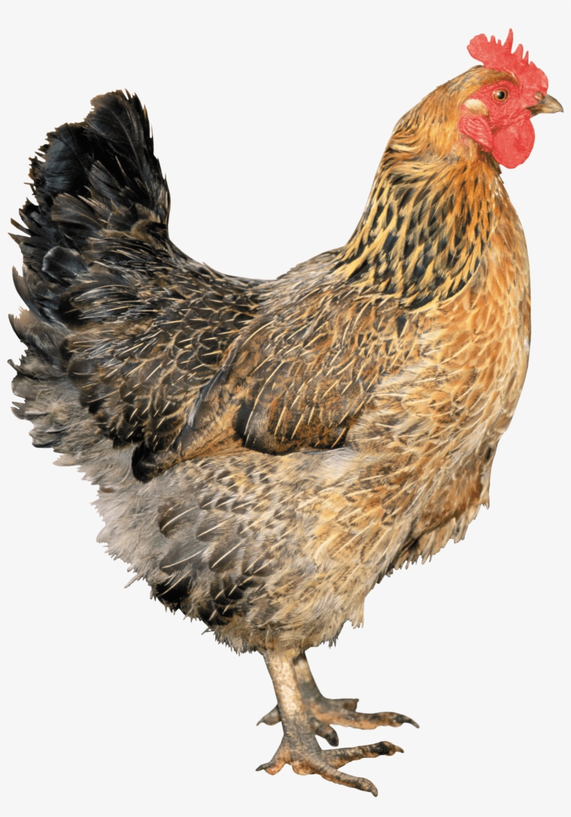 Gallo Gallina Animales Photoshopped Animals, Pet Chickens, - Chicken Png, transparent png #81525