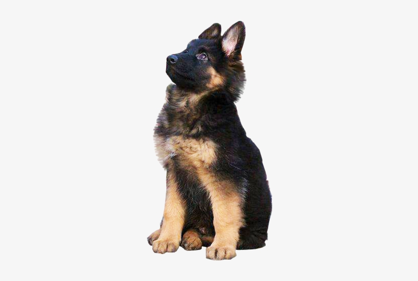 Puppy Training: How To Housebreak Your Puppy, transparent png #81872