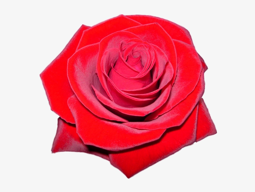 Red Rose Flower Free Png Transparent Images Free - Rose Hd Logo Transparent, transparent png #82000