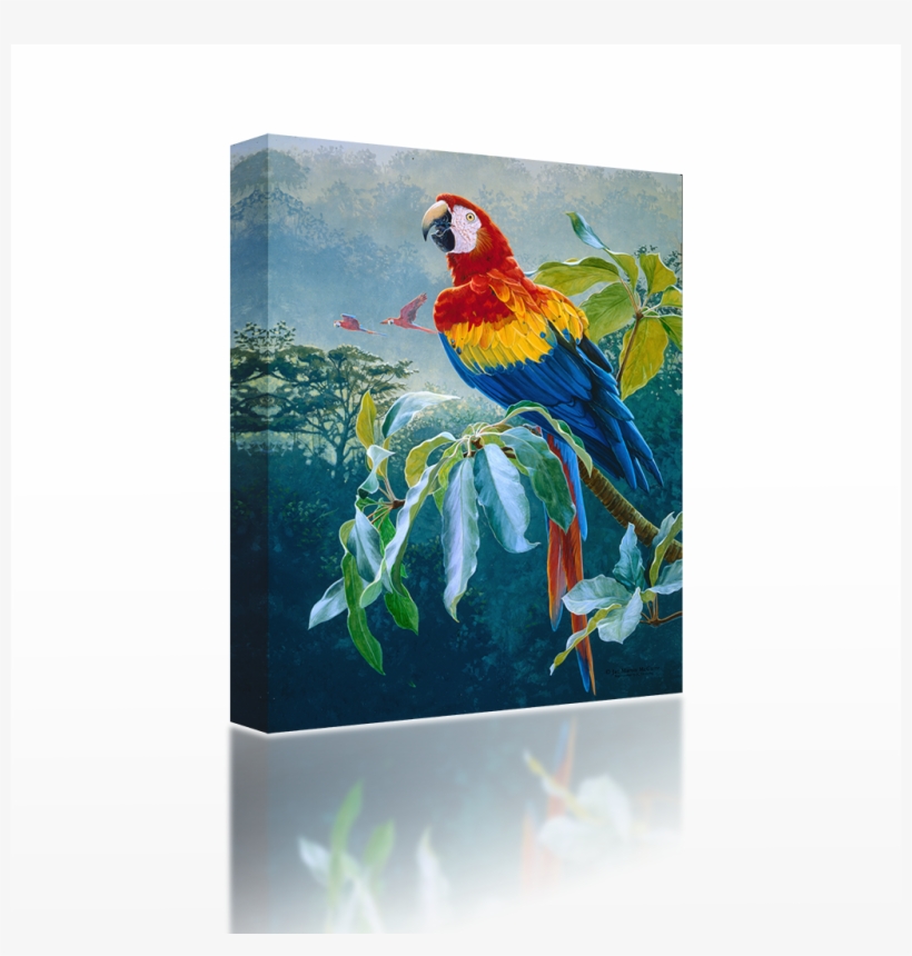 Parrot On A Branch, transparent png #82190