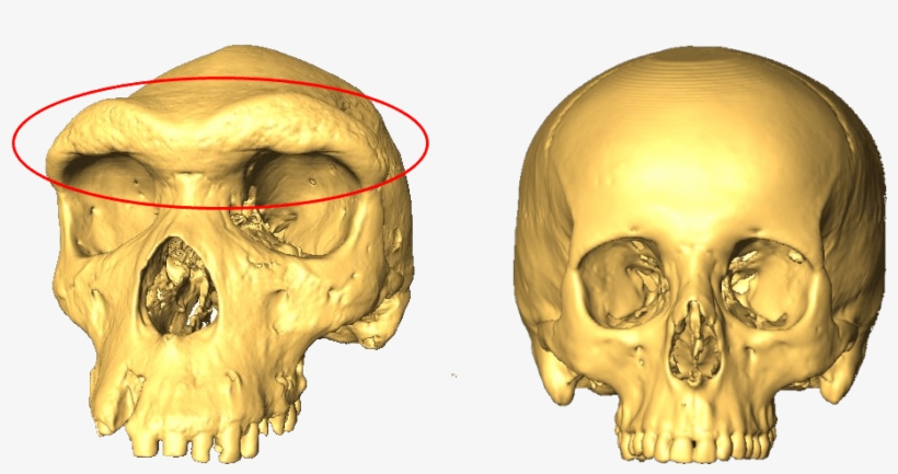 Two Skulls, One With A Larger Eyebrow Ridge - Skull And Eyebrow, transparent png #82524