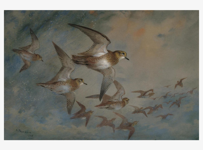 Sandpiper, transparent png #82677