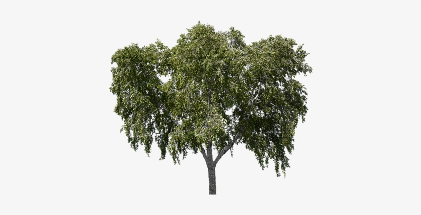 Tree, Tree With Leaves, Forest, Nature - Tree, transparent png #82698