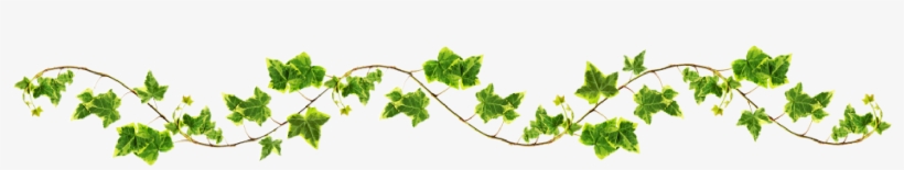 Floral Vines Png - Vines Png, transparent png #82792