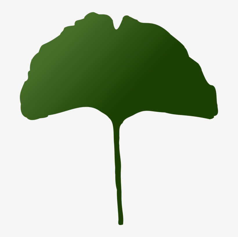 Leaf Maidenhair Tree Plants Palm Trees - Maidenhair Tree, transparent png #83417