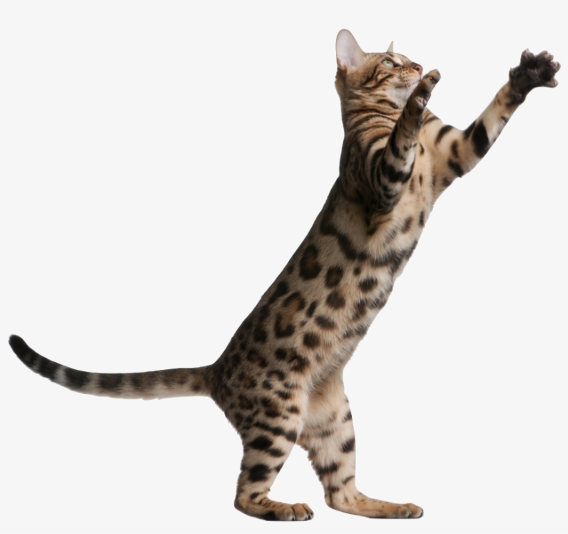 Kitten Jumping Png Banner Transparent - Cat Jumping Transparent Background, transparent png #83466