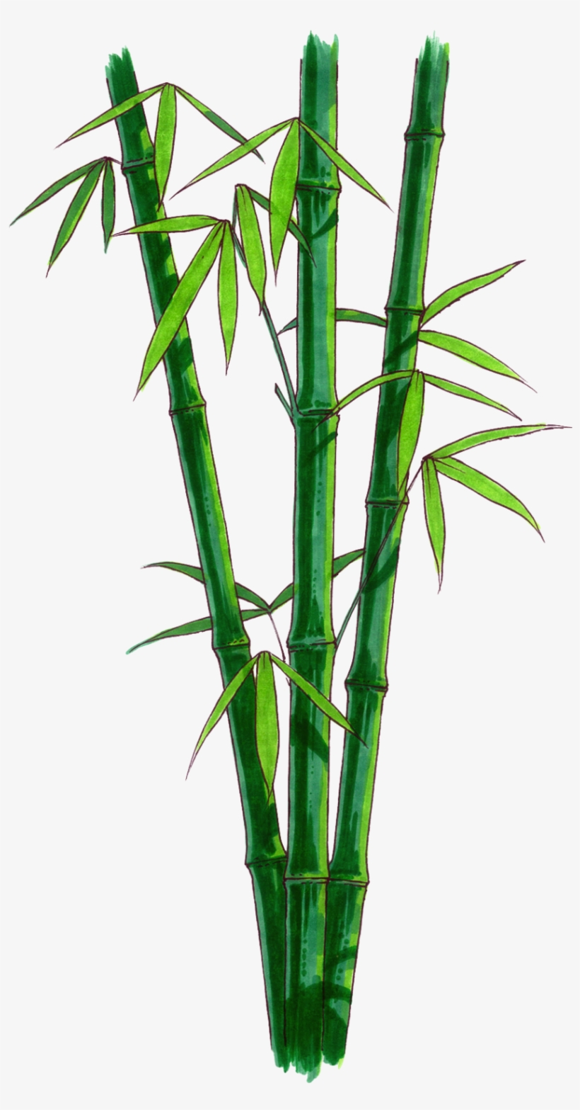 Browse And Download Bamboo Png Pictures - Bamboo Stem Png, transparent png #83468