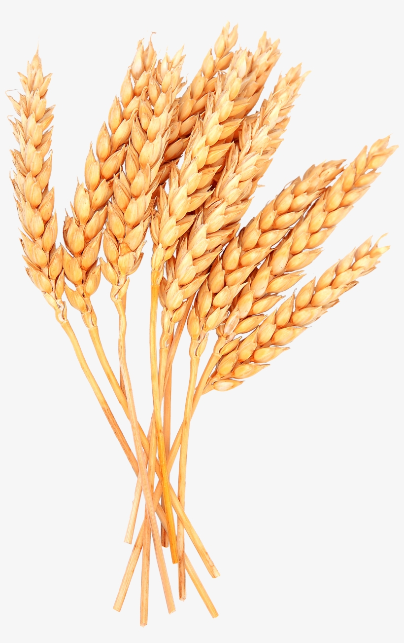 Wheat Vector Free Png Image - Sheaves Of Wheat Clipart, transparent png #83847