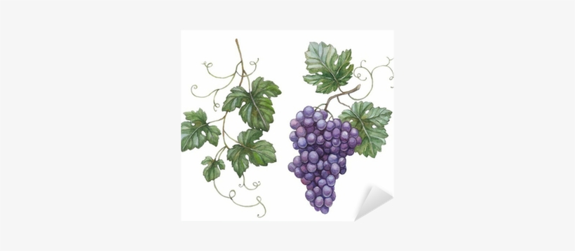 Watercolor Illustration Of Grapes With Leaves Sticker - Illustration With Grapes And Leaves, transparent png #84152