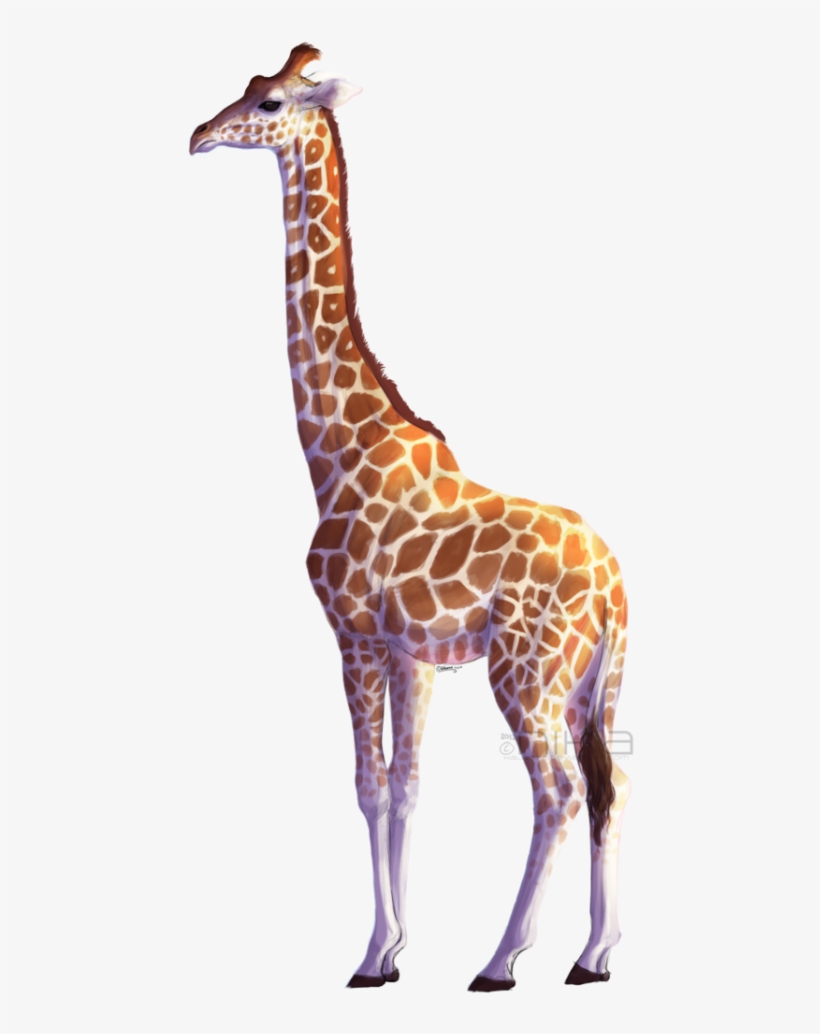 Giraffe Png Hd - Giraffe Png, transparent png #84384