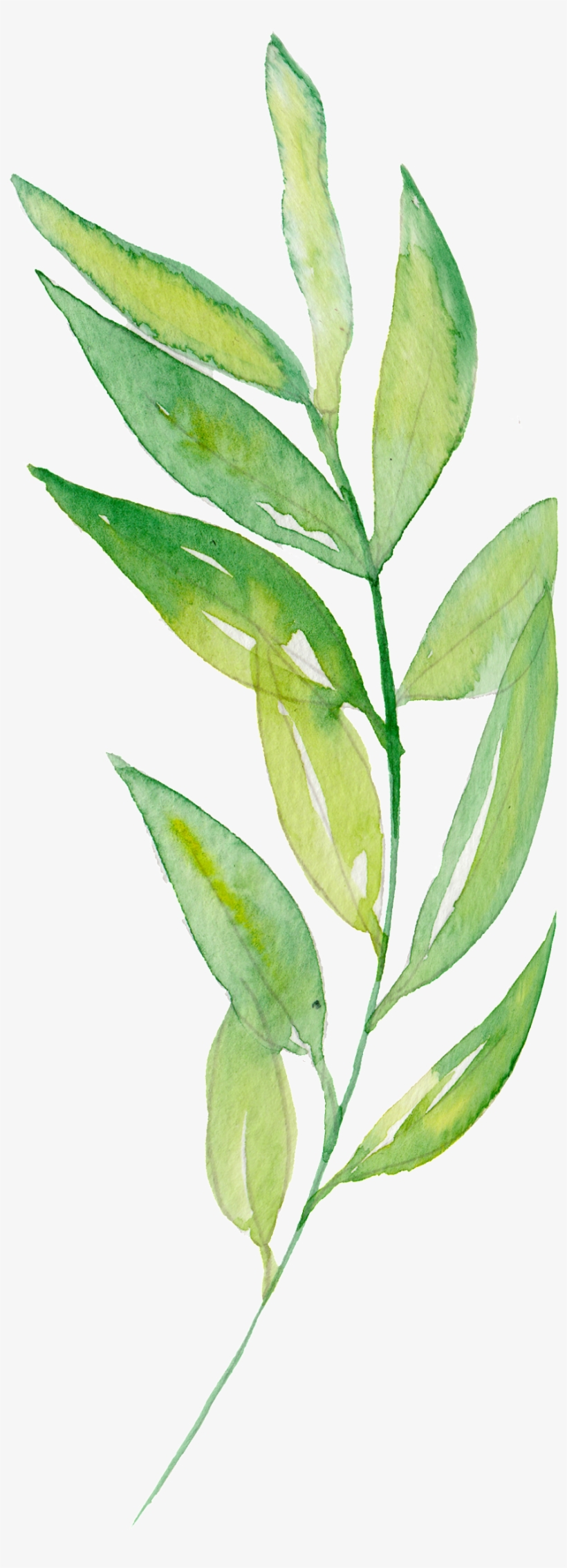 Hand Painted Bamboo Leaves And Branches - صور اوراق شجر مرسومة, transparent png #84504
