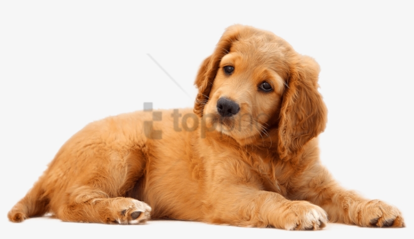 Download Dog Png Image - Cute Dog Png, transparent png #84533