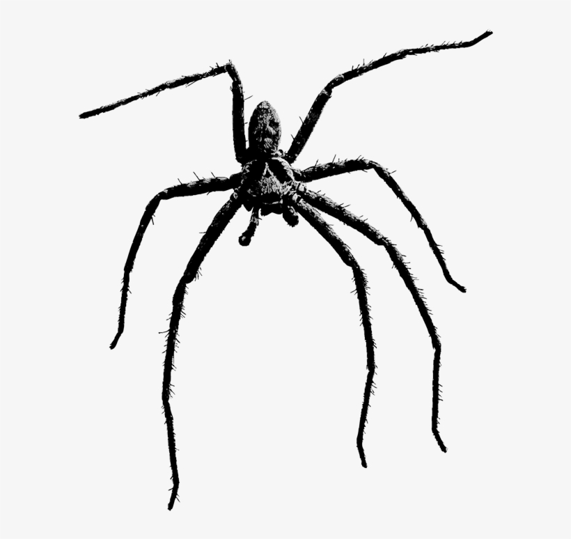 Jpg Library Download Transparent Spiders Scary - Beängstigende Große Halloween-spinne 6 Untersetzer, transparent png #84560