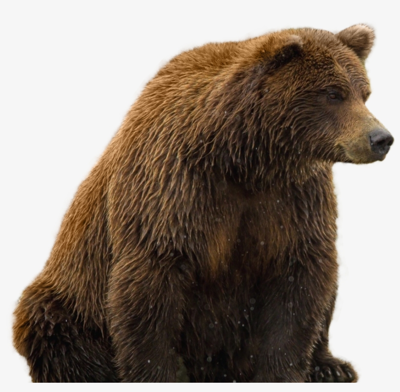 Transparent Background Bear Png, transparent png #84610