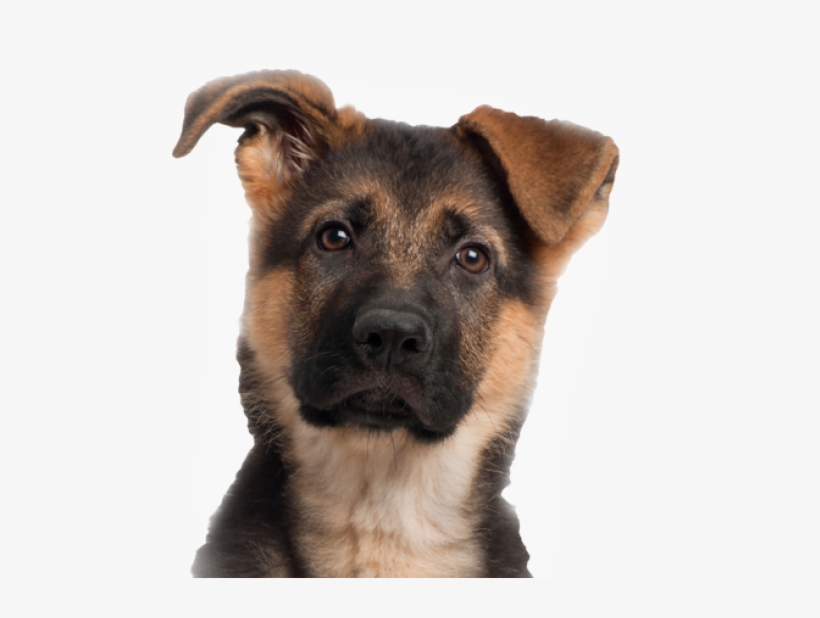2 Months German Shepherd Puppy, transparent png #84907