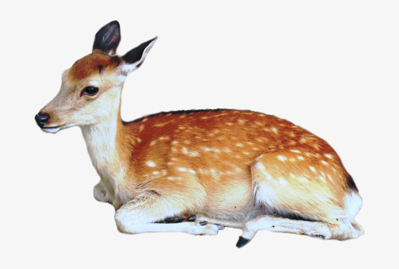 Deer Png Image - Deer Png, transparent png #85008