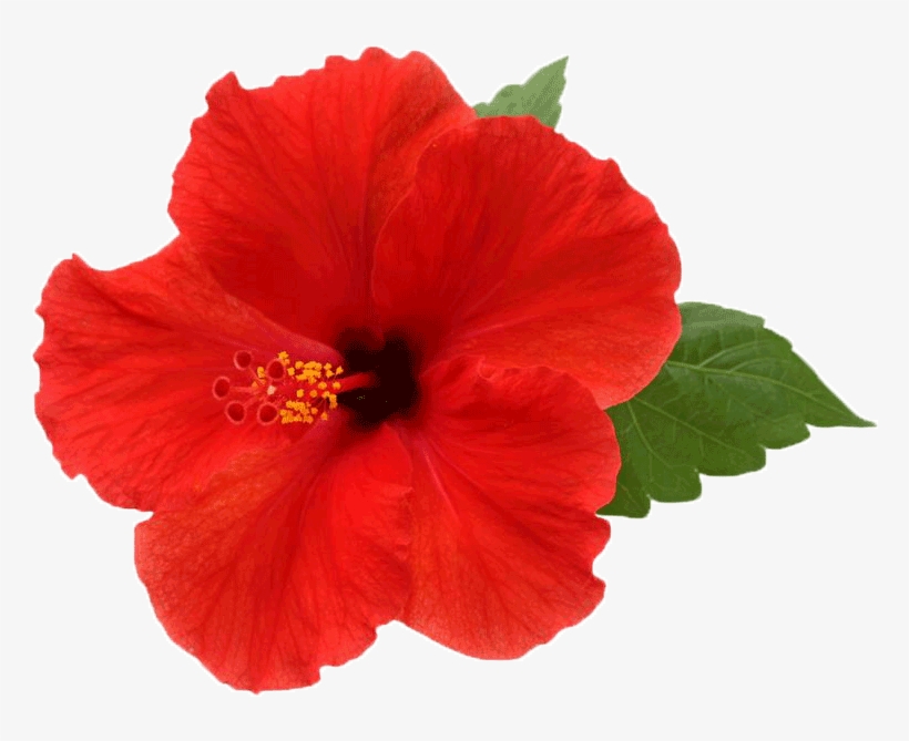 Hibiscus Png Picture - Hibiscus Flowers With White Background, transparent png #85286
