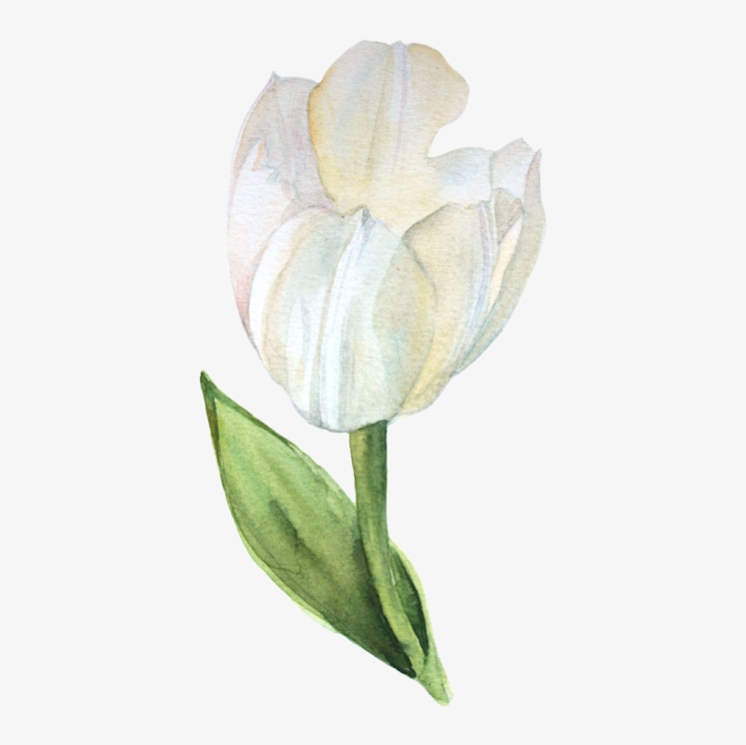 Watercolor Tulips - Watercolor Painting, transparent png #85425
