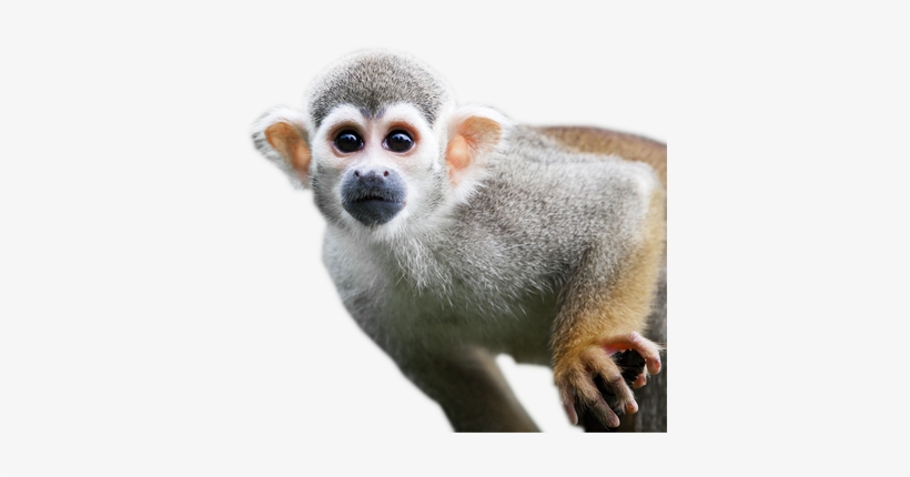 Monkey Png Images Free Download Banner Free Download - Monkeys In The Rain Forest, transparent png #85769