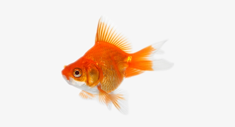 Goldfish Transparent Images Pluspng - Gold Fish, transparent png #85954