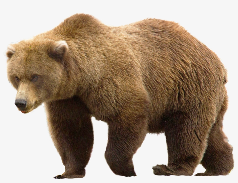 Free Png Bear Png Images Transparent - Brown Bear Png, transparent png #86024