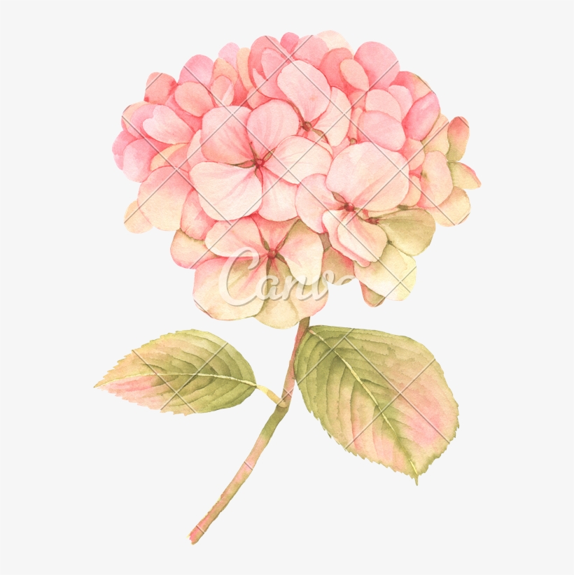 Hydrangea Transparent Watercolor - Pink Hydrangea Clip Art, transparent png #86352