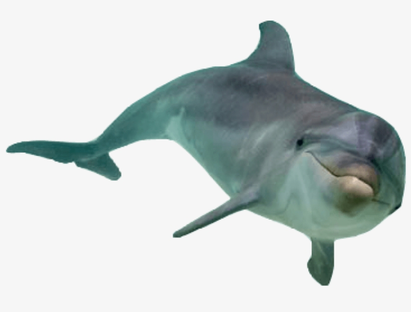 Free Png Dolphin Png Images Transparent - Transparent Dolphin Png, transparent png #86475