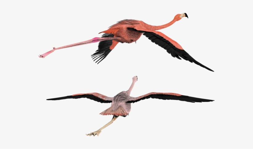 Flamingo Clipart Flying - 3d Flying Bird Png, transparent png #86785