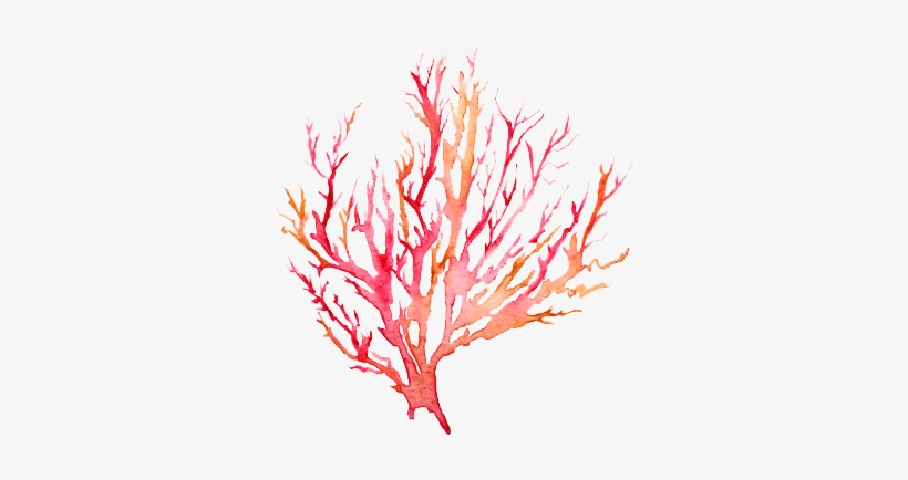 Coral Watercolor Png - Coral Watercolor, transparent png #87095
