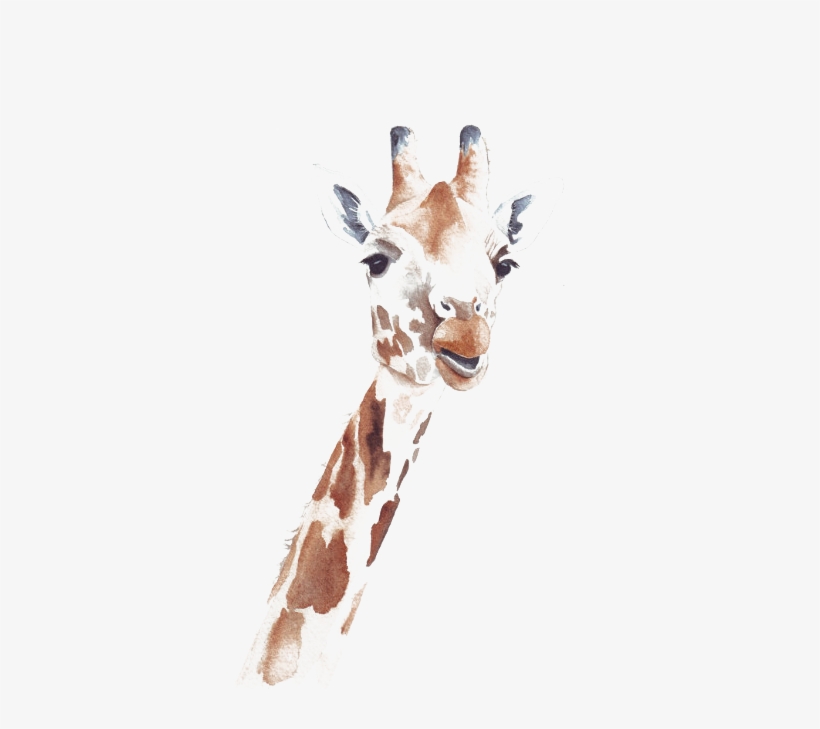 Giraffe - Transparent Drawing Giraffe, transparent png #87185