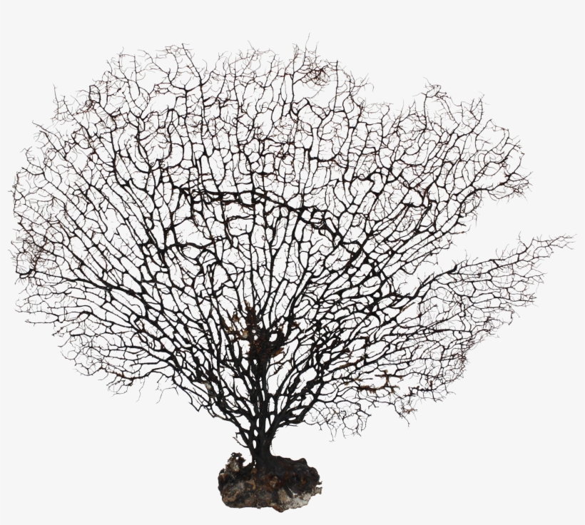 Large Natural Sea Fan Coral - Sea Fan Coral Png, transparent png #87302