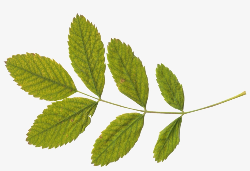 Green Leaf Png - Transparent Leaf Png, transparent png #87526