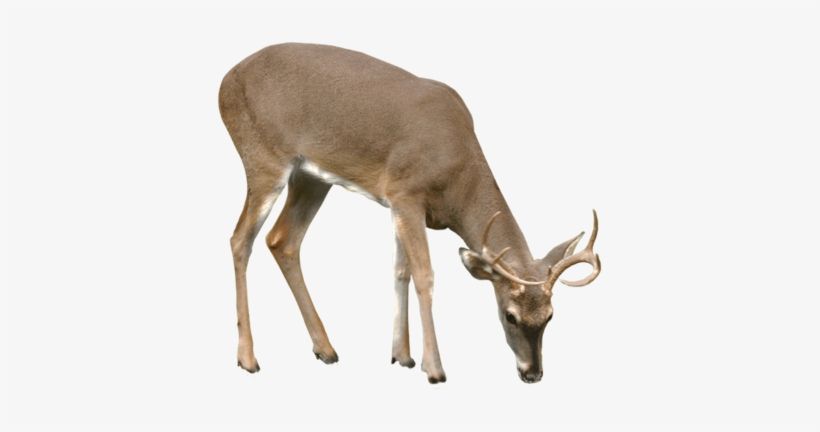 Deer Png Vector - Deer Png, transparent png #87827