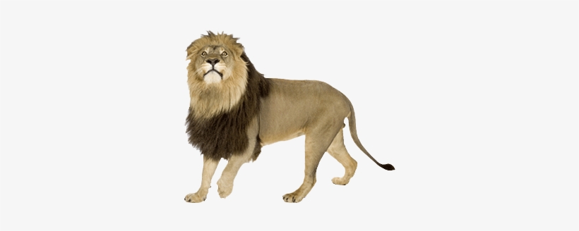 Angry Lion Png Images - Lion, transparent png #87850