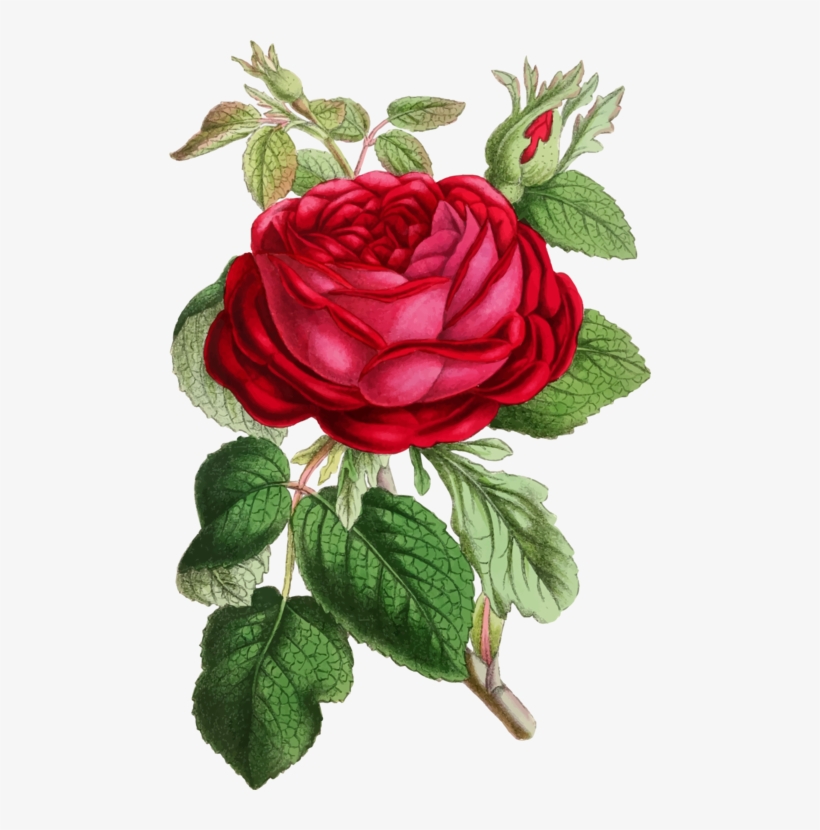 Rose Flower Floral Design Watercolor Painting - Red Roses Illustration Png, transparent png #88068