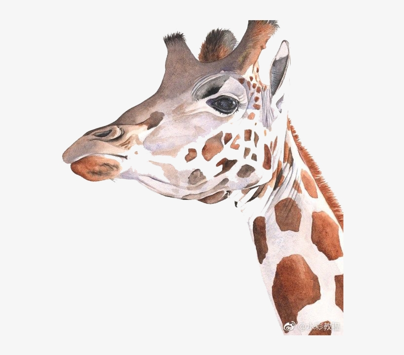 Giraffe Watercolor Painting Art Drawing - Drawing, transparent png #88615