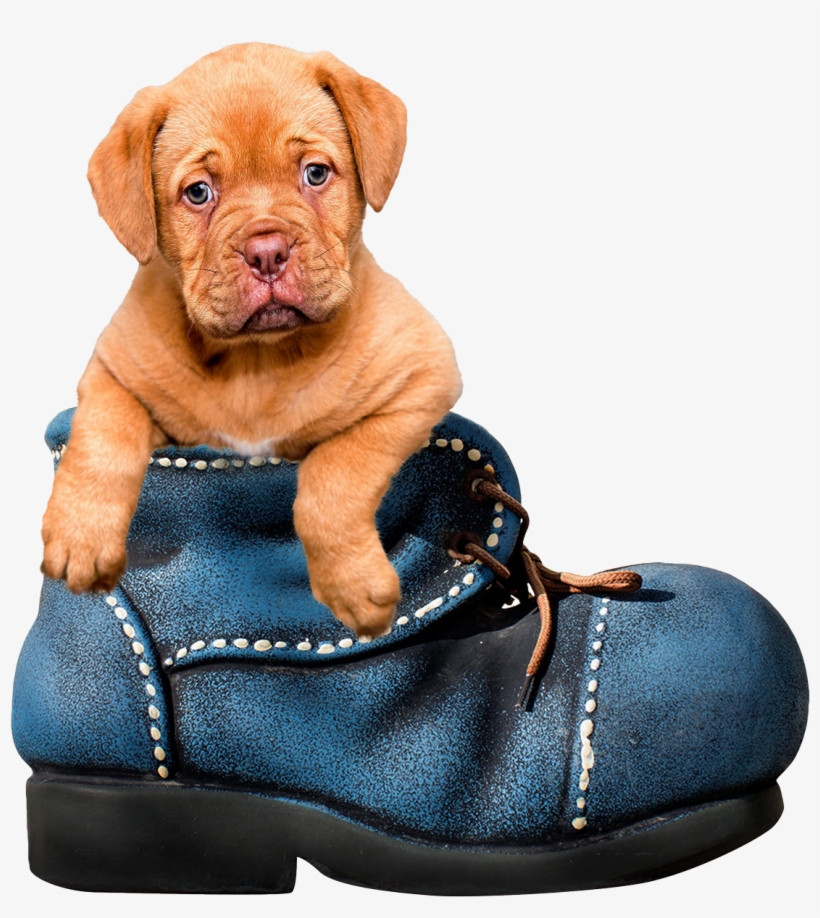 Dog Png, transparent png #88738