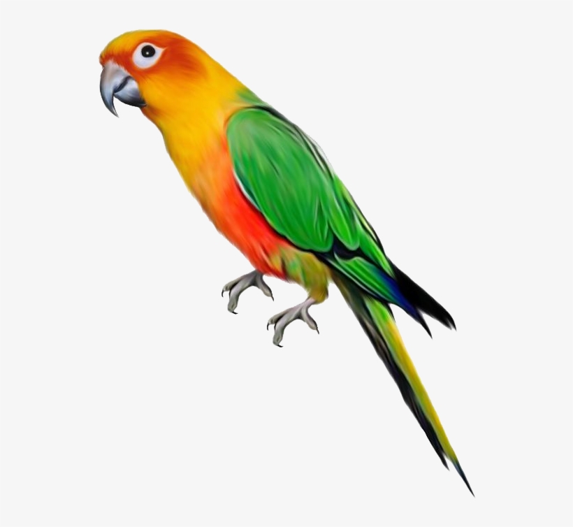 Parrot Png File - Parrot Transparent, transparent png #88968