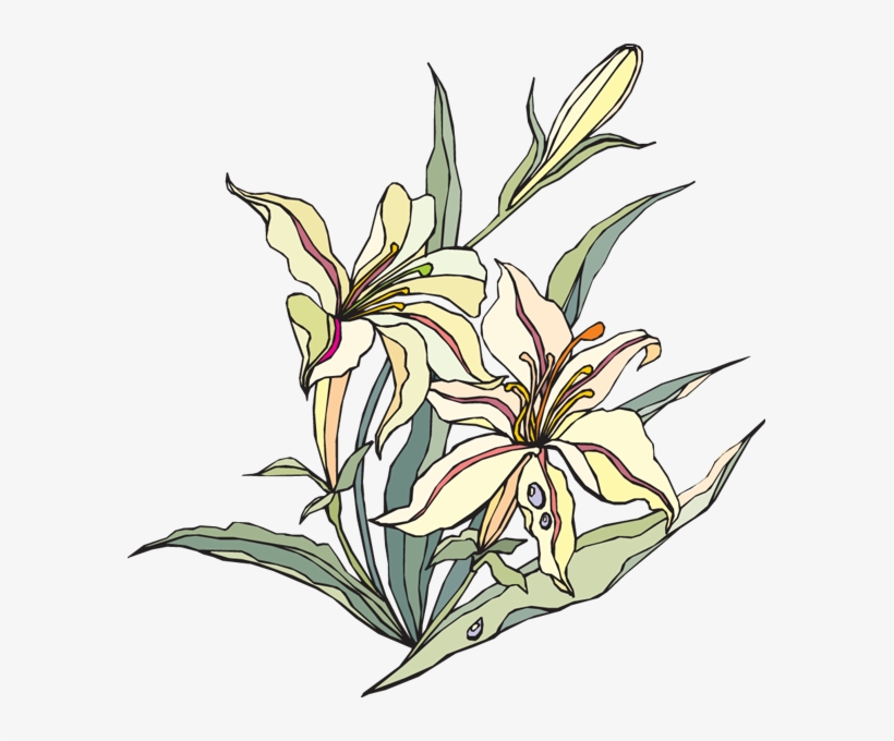 Lily Of The Valley Clipart Watercolor Lily - Clip Art, transparent png #88994