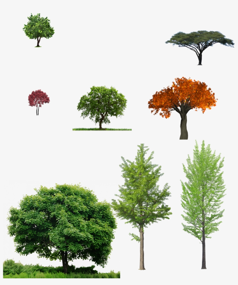 Broadleaf Trees Elevation Pack | Architectural trees, Tree photoshop,  Architecture sketch