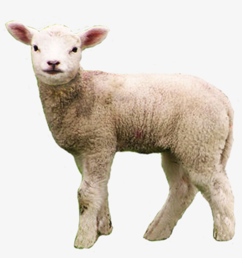 Baby Lamb Png Transparent Baby Lamb - Lamb Png, transparent png #89288