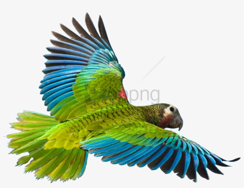 Flying Parrot Png Image - Flying Parrot Png, transparent png #89290
