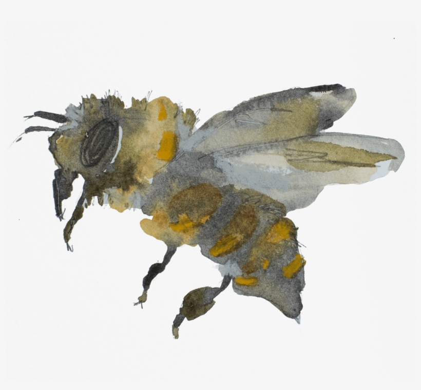 Welcome To A Continuing Conversation - Pipevine Swallowtail, transparent png #89291