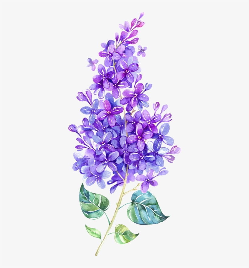 Lilac Watercolor, transparent png #89520