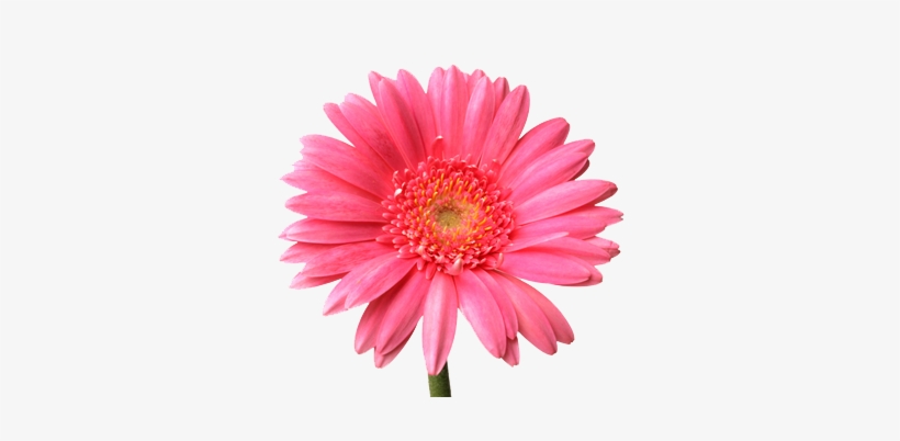 High Resolution Flower - Flowers Images For Photoshop, transparent png #89542