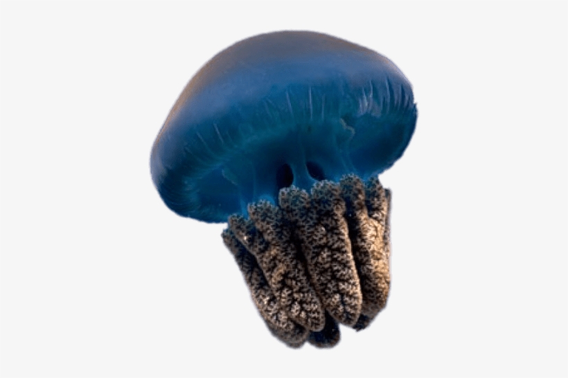 Blue Jellyfish Jellyfish Free Transparent Png Download Pngkey