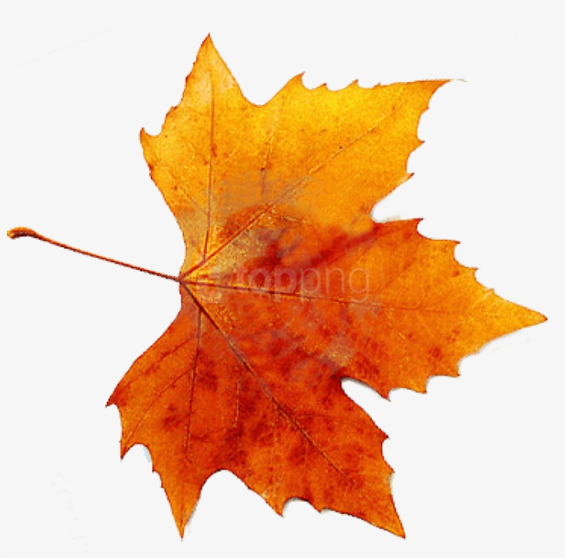 Autumn Png Picture - Fall Leaf, transparent png #89625