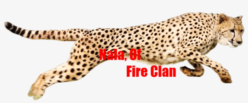 Nala - Cheetah Png, transparent png #800454
