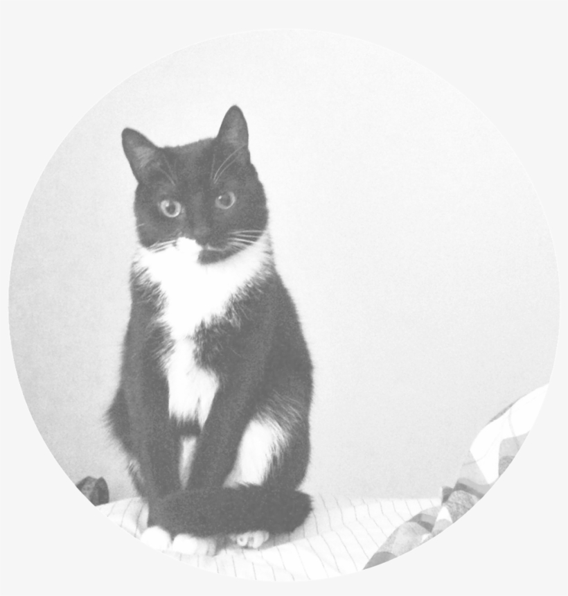 Nala, transparent png #800827